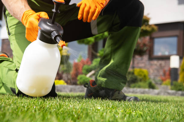 Best Termite Control Services  in Arbury Hls, IL