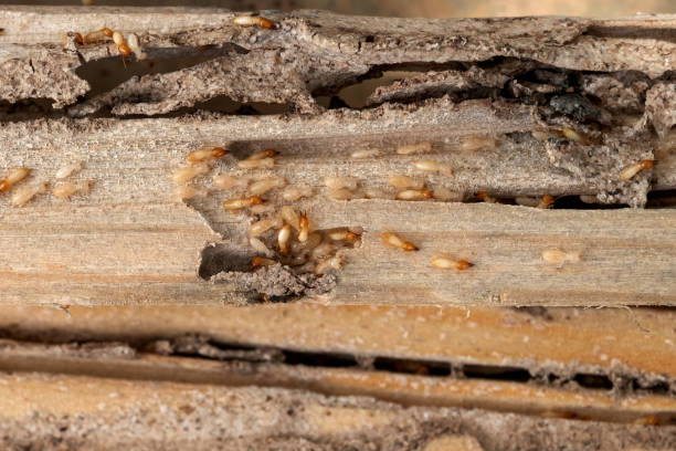 Best Flea Control Services  in Arbury Hls, IL
