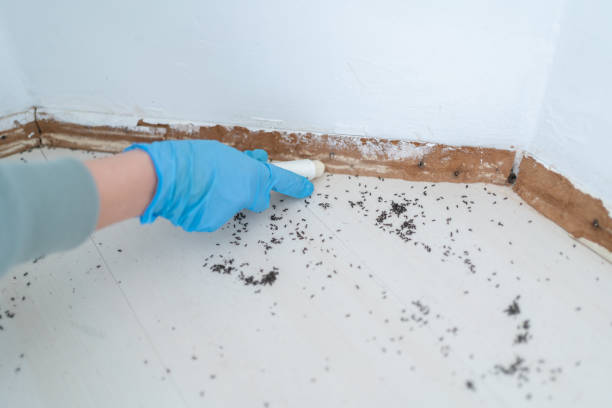 Best Residential Pest Control  in Arbury Hls, IL